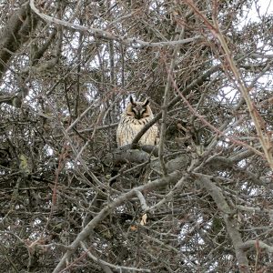 Owls in Romania