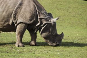 Greater One Horned Rhino Safari Park