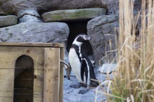 Penguin 2 Safari Park