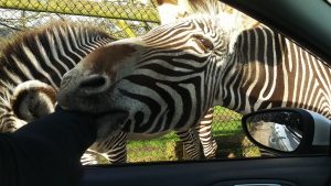 Bad Zebra Safari Park Zebra Bite