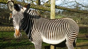 Nice Zebra Safari Park